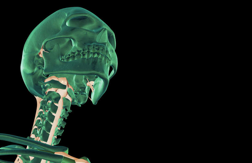 脸,头,脸颊,脖子,动脉,静脉,骨骼,无人,横图,插画,x光片,室内,特写,白天,正面,数码,科技,静物,阴影,黑色背景,辐射,科学,网络,医学,骨头,高光,几何,计算机图形,合成,图画,画,绿色,模型,人体,皮肤,电脑合成图,数码合成图,骨架,医疗,生物学,科学技术,x射线,x光,韧带,漫画,生理学,写实,具体,具象,头部,脖,颈,颈部,脸部,脸蛋,面部,彩图,前纵韧带,电磁波,电磁辐射