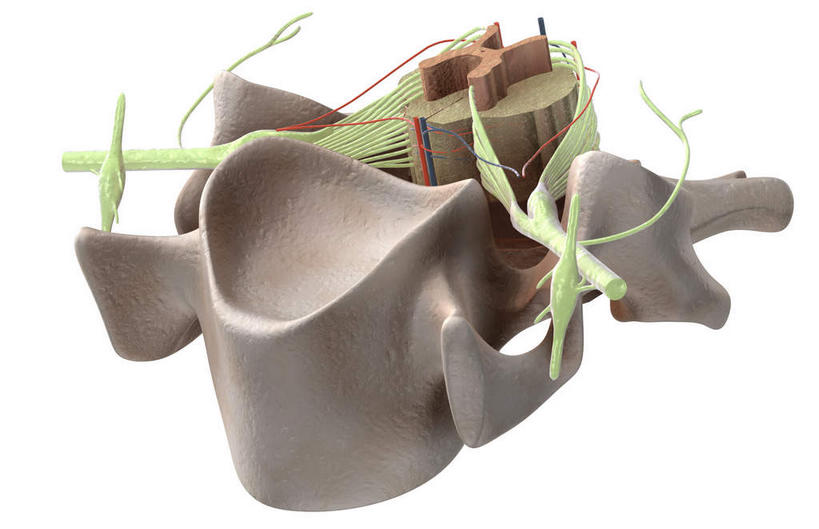 脊髓,动脉,静脉,骨骼,无人,横图,插画,x光片,室内,特写,白天,白色背景,正面,数码,科技,静物,阴影,辐射,科学,网络,医学,骨头,高光,几何,计算机图形,合成,图画,画,模型,人体,电脑合成图,数码合成图,骨架,医疗,生物学,科学技术,x射线,x光,漫画,生理学,写实,具体,具象,背根神经节,腰椎,软脑膜,腹侧神经根,前角,彩图,电磁波,电磁辐射