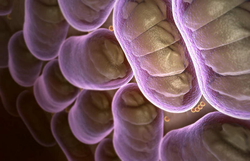 无人,横图,室内,特写,白天,正面,静物,黑色背景,医学,细胞,人体,生物学,生理学,枯草杆菌,彩图,杆状体