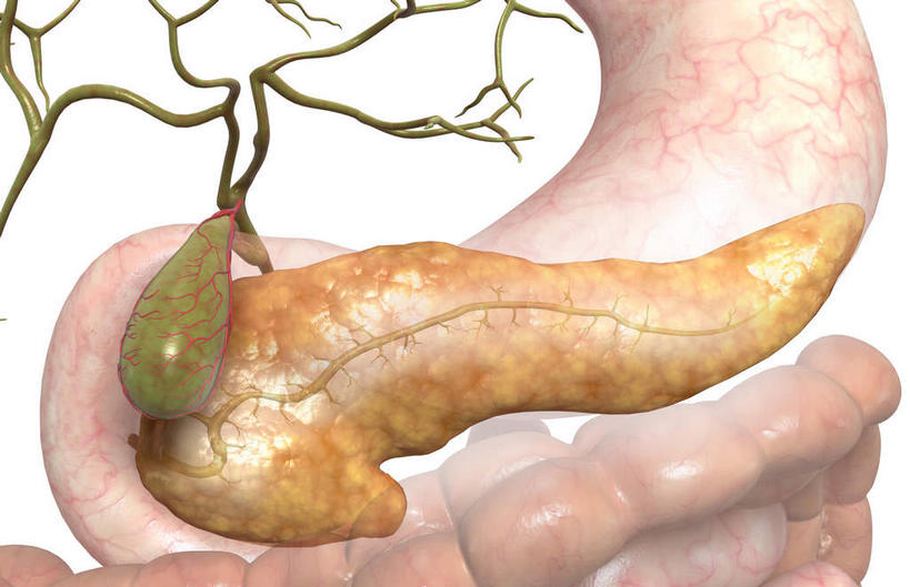 内脏,胰腺,脾,肠,肾脏,动脉,静脉,十二指肠,无人,横图,插画,室内,白天,白色背景,正面,数码,科技,静物,阴影,网络,医学,高光,几何,计算机图形,合成,图画,画,模型,人体,电脑合成图,数码合成图,生物学,人体器官,器官,漫画,生理学,写实,具体,具象,肾上腺,消化器官,大肠,盲肠,脾脏,小肠,直肠,彩图,消化系统