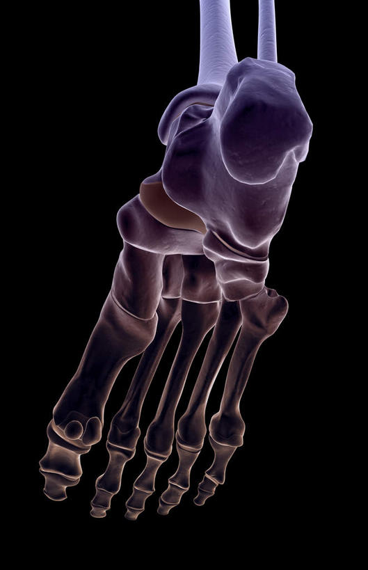 腿部,脚,脚趾,脚趾甲,动脉,静脉,骨骼,腿,无人,竖图,插画,x光片,室内,白天,正面,数码,科技,静物,阴影,黑色背景,辐射,科学,网络,医学,骨头,高光,几何,计算机图形,合成,图画,画,模型,人体,电脑合成图,数码合成图,骨架,医疗,生物学,科学技术,x射线,x光,漫画,生理学,写实,具体,具象,指骨,手舟骨,跖骨,足骨,脚指甲,彩图,电磁波,电磁辐射