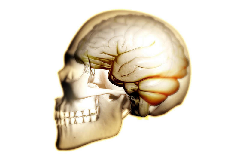 无人,横图,插画,x光片,室内,白天,白色背景,正面,数码,科技,大脑,阴影,辐射,科学,网络,医学,高光,几何,计算机图形,合成,图画,画,电脑合成图,数码合成图,医疗,科学技术,x射线,器官,沟壑,x光,漫画,小脑,脑干,写实,具体,具象,大脑皮层,端脑,额叶,沟,灰质,回,间脑,颞叶,彩图,电磁波,电磁辐射
