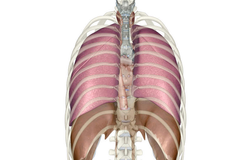 胸,无人,横图,插画,x光片,室内,白天,白色背景,正面,数码,科技,阴影,辐射,科学,网络,医学,高光,几何,计算机图形,合成,图画,画,躯干,电脑合成图,数码合成图,医疗,科学技术,x射线,x光,漫画,写实,具体,具象,呼吸系统,胸部,彩图,电磁波,电磁辐射