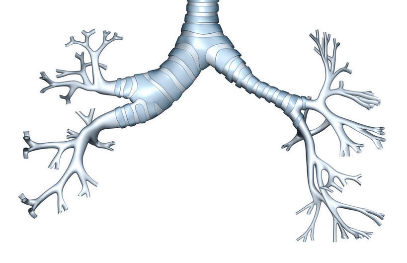 内脏,肺,动脉,静脉,无人,横图,插画,室内,白天,白色背景,正面,数码,科技,静物,阴影,网络,医学,高光,几何,计算机图形,合成,图画,画,模型,人体,电脑合成图,数码合成图,生物学,人体器官,器官,漫画,支气管,生理学,写实,具体,具象,肺部,肺脏,彩图