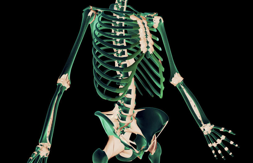 无人,横图,插画,x光片,室内,白天,正面,数码,科技,阴影,黑色背景,发光,辐射,科学,网络,医学,高光,几何,计算机图形,合成,图画,画,绿色,躯干,电脑合成图,数码合成图,医疗,科学技术,x射线,x光,韧带,漫画,写实,具体,具象,彩图,电磁波,电磁辐射