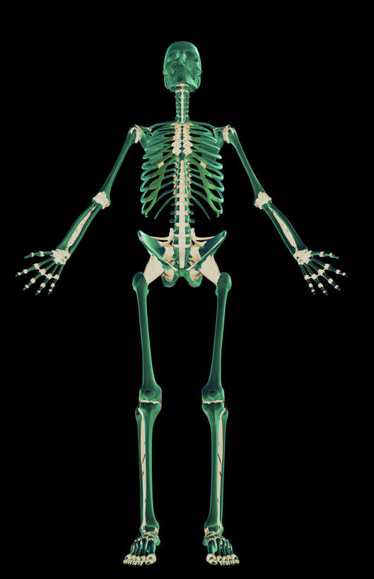 骨骼,无人,竖图,x光片,室内,白天,正面,数码,科技,阴影,黑色背景,发光,辐射,科学,网络,医学,骨头,高光,几何,计算机图形,合成,绿色,电脑合成图,数码合成图,骨架,医疗,科学技术,x射线,x光,韧带,写实,具体,具象,彩图,全身,电磁波,电磁辐射