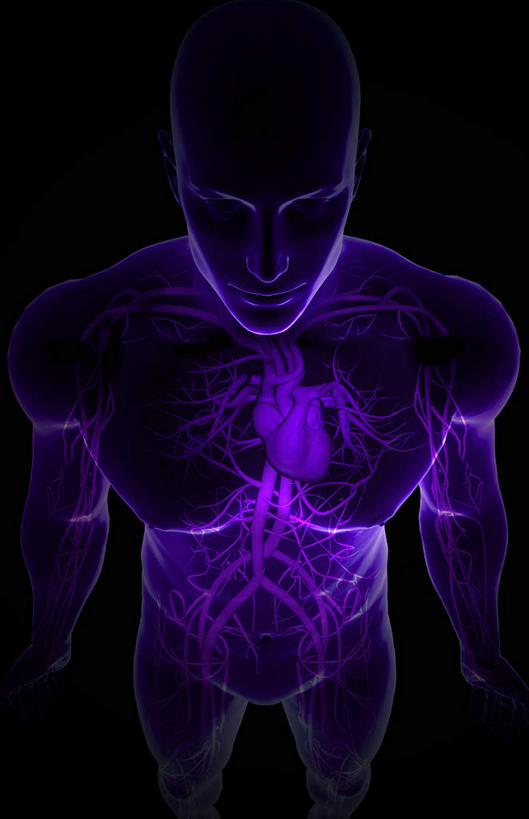 骨骼,无人,竖图,x光片,室内,白天,正面,数码,科技,阴影,黑色背景,发光,辐射,科学,网络,医学,骨头,高光,几何,计算机图形,合成,紫色,皮肤,电脑合成图,数码合成图,骨架,医疗,科学技术,x射线,x光,写实,具体,具象,下腔静脉,上腔静脉,升主动脉,降主动脉,腔静脉,腰部,半身,彩图,电磁波,电磁辐射