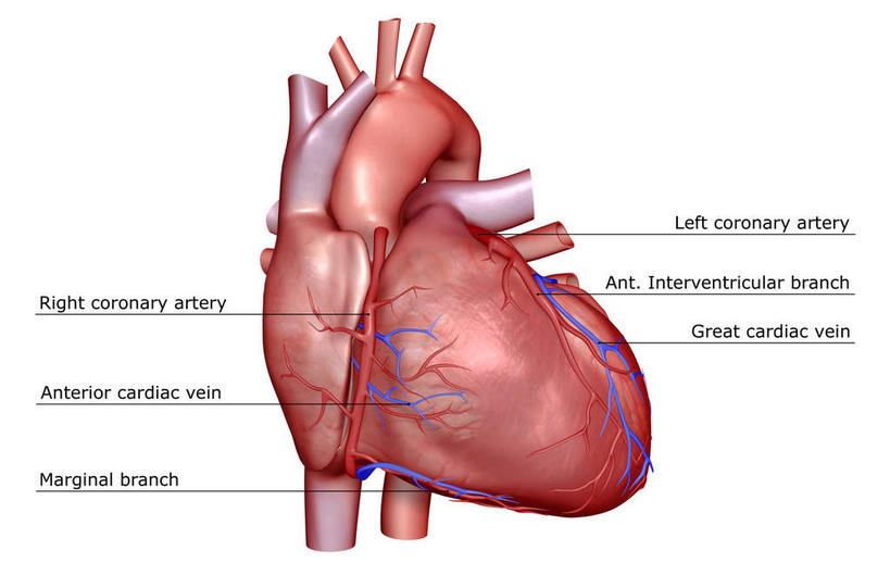 内脏,心脏,动脉,静脉,血管,无人,横图,插画,室内,白天,白色背景,正面,数码,科技,静物,阴影,网络,医学,英文,标志,文字,字符,字母,高光,几何,计算机图形,合成,图画,标识,画,红色,模型,解说,人体,说明,英文字母,电脑合成图,数码合成图,生物学,人体器官,器官,漫画,心血管,心房,心室,生理学,写实,具体,具象,阐明,申明,注解,注明,肺动脉,肺静脉,冠状沟,心,彩图