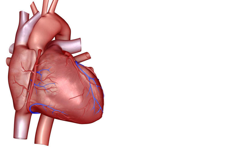 内脏,心脏,动脉,静脉,血管,无人,横图,插画,室内,白天,白色背景,正面,数码,科技,静物,阴影,网络,医学,高光,几何,计算机图形,合成,图画,画,红色,模型,人体,电脑合成图,数码合成图,生物学,人体器官,器官,漫画,心血管,心房,心室,生理学,写实,具体,具象,肺动脉,肺静脉,冠状沟,前室间沟,心,彩图