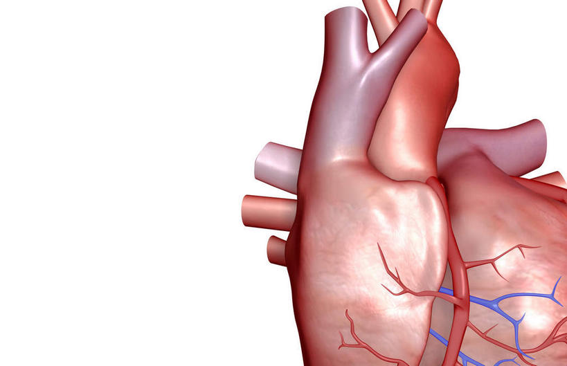 内脏,心脏,动脉,静脉,血管,无人,横图,插画,室内,白天,白色背景,正面,数码,科技,静物,阴影,网络,医学,高光,几何,计算机图形,合成,图画,画,红色,模型,人体,电脑合成图,数码合成图,生物学,人体器官,器官,漫画,心血管,心房,心室,生理学,写实,具体,具象,肺动脉,肺静脉,冠状沟,前室间沟,心,彩图