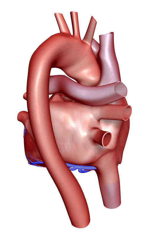 内脏,肺,心脏,动脉,静脉,无人,竖图,插画,室内,白天,白色背景,正面,数码,科技,静物,阴影,网络,医学,高光,几何,计算机图形,合成,图画,画,红色,模型,人体,电脑合成图,数码合成图,生物学,人体器官,器官,漫画,心血管,心房,心室,生理学,写实,具体,具象,肺癌,肺动脉,肺静脉,肺部,肺脏,心,彩图