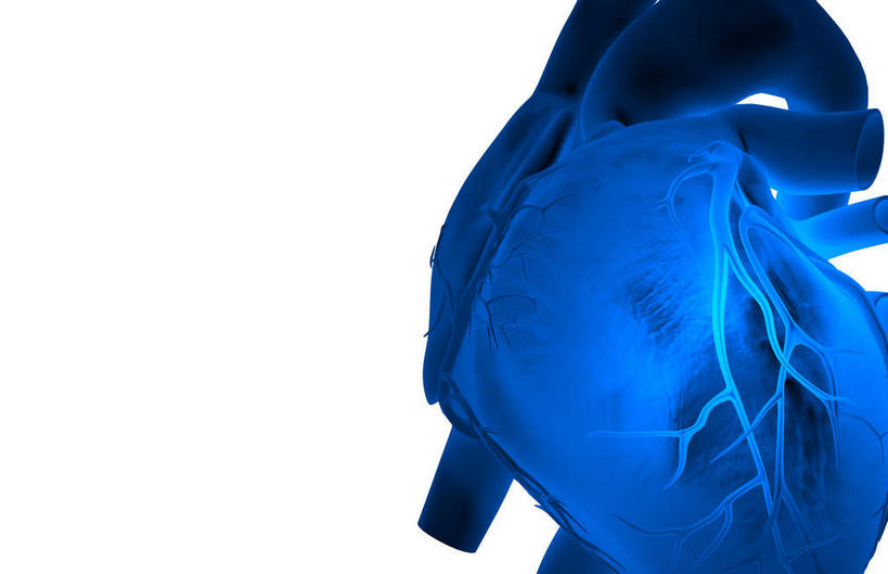 内脏,肺,心脏,动脉,静脉,血管,无人,横图,插画,室内,白天,白色背景,正面,数码,科技,静物,阴影,发光,网络,医学,高光,几何,计算机图形,合成,图画,画,蓝色,模型,人体,电脑合成图,数码合成图,生物学,人体器官,器官,漫画,心血管,心房,心室,生理学,写实,具体,具象,冠状动脉,肺部,肺脏,心,彩图