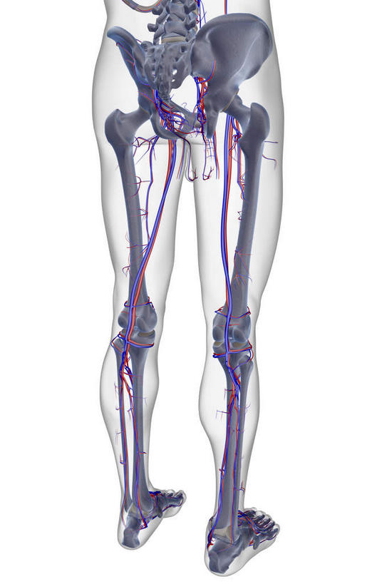 骨骼,无人,竖图,x光片,室内,白天,白色背景,正面,数码,科技,阴影,辐射,科学,网络,医学,骨头,高光,几何,计算机图形,合成,皮肤,电脑合成图,数码合成图,骨架,医疗,科学技术,x射线,x光,写实,具体,具象,胫骨,股动脉,胫后静脉,半身,彩图,电磁波,电磁辐射