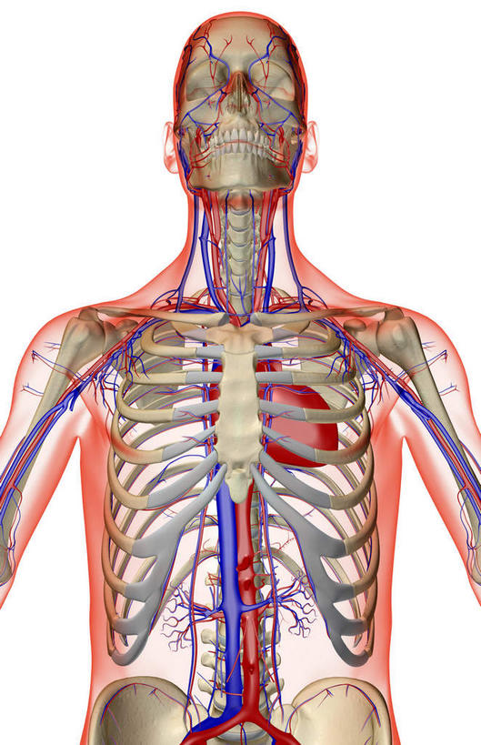 骨骼,无人,竖图,x光片,室内,白天,白色背景,正面,数码,科技,阴影,辐射,科学,网络,医学,骨头,高光,几何,计算机图形,合成,皮肤,电脑合成图,数码合成图,骨架,医疗,科学技术,x射线,x光,写实,具体,具象,髂动脉,髂静脉,髂外静脉,半身,彩图,电磁波,电磁辐射