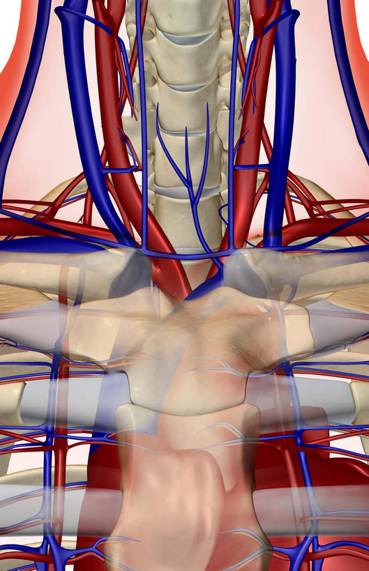 脖子,胸,骨骼,无人,竖图,x光片,室内,白天,白色背景,正面,数码,科技,阴影,辐射,科学,网络,医学,骨头,高光,几何,计算机图形,合成,皮肤,电脑合成图,数码合成图,骨架,医疗,科学技术,x射线,x光,写实,具体,具象,颈动脉,颈静脉,锁骨下动脉,锁骨下静脉,颈内静脉,胸部,脖,颈,颈部,半身,彩图,电磁波,电磁辐射