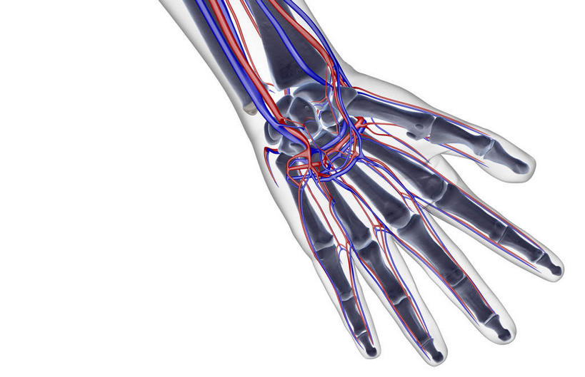手,骨骼,无人,横图,x光片,室内,白天,白色背景,正面,数码,科技,阴影,辐射,科学,网络,医学,骨头,高光,几何,计算机图形,合成,手部,手指,皮肤,电脑合成图,数码合成图,骨架,医疗,科学技术,x射线,x光,写实,具体,具象,桡动脉,桡静脉,掌背动脉,半身,彩图,电磁波,电磁辐射