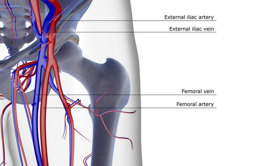 骨骼,关节,血管,无人,横图,x光片,室内,白天,白色背景,正面,数码,科技,阴影,辐射,科学,网络,医学,英文,标志,文字,字符,字母,骨头,高光,几何,计算机图形,合成,标识,解说,说明,皮肤,英文字母,电脑合成图,数码合成图,骨架,医疗,科学技术,x射线,x光,写实,具体,具象,阐明,申明,注解,注明,髂内静脉,髂外动脉,髂外静脉,髋关节,半身,彩图,电磁波,电磁辐射