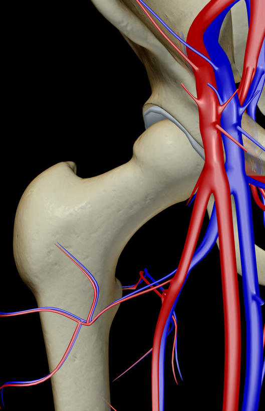 骨骼,无人,横图,x光片,室内,白天,正面,数码,科技,阴影,黑色背景,辐射,科学,网络,医学,骨头,高光,几何,计算机图形,合成,皮肤,电脑合成图,数码合成图,骨架,医疗,科学技术,x射线,x光,写实,具体,具象,髂动脉,髂静脉,髂内静脉,髂外动脉,髂外静脉,半身,彩图,电磁波,电磁辐射