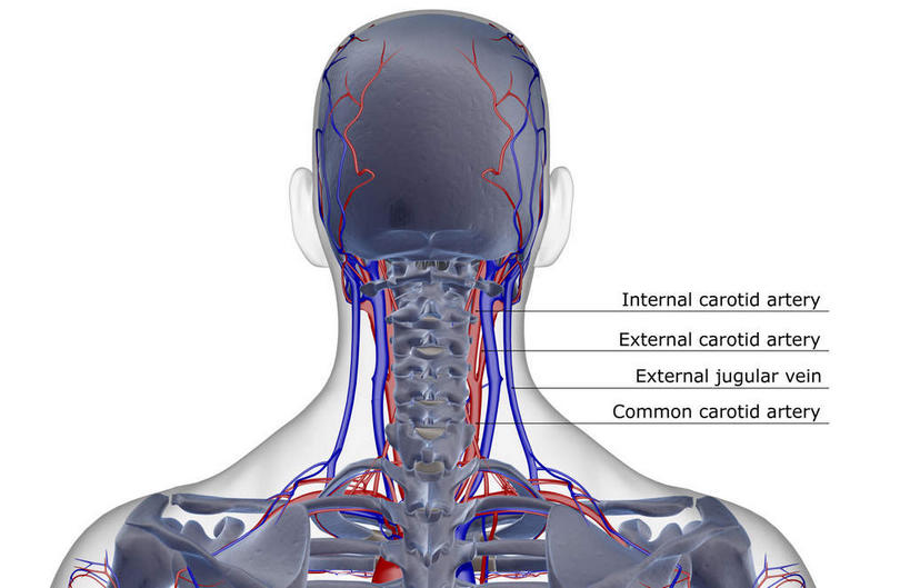 脸,头,脸颊,脖子,骨骼,无人,横图,x光片,室内,白天,白色背景,正面,数码,科技,阴影,辐射,科学,网络,医学,英文,标志,文字,字符,字母,骨头,高光,几何,计算机图形,合成,标识,解说,说明,皮肤,英文字母,电脑合成图,数码合成图,骨架,医疗,科学技术,x射线,x光,写实,具体,具象,阐明,申明,注解,注明,颈动脉,颈静脉,椎动脉,颈内静脉,头部,脖,颈,颈部,脸部,脸蛋,面部,半身,彩图,电磁波,电磁辐射