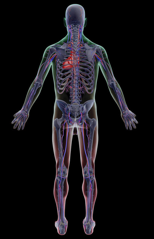 动脉,静脉,骨骼,无人,竖图,x光片,室内,白天,数码,科技,阴影,黑色背景,辐射,科学,网络,医学,骨头,高光,几何,计算机图形,合成,背面,血液,皮肤,电脑合成图,数码合成图,骨架,医疗,科学技术,x射线,x光,写实,具体,具象,血管系统,半身,彩图,全身,电磁波,电磁辐射