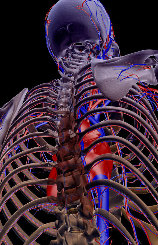 骨骼,血管,无人,竖图,x光片,室内,白天,正面,数码,科技,阴影,黑色背景,辐射,科学,网络,医学,骨头,高光,几何,计算机图形,合成,血液,电脑合成图,数码合成图,骨架,医疗,科学技术,x射线,x光,写实,具体,具象,腰部,半身,彩图,电磁波,电磁辐射