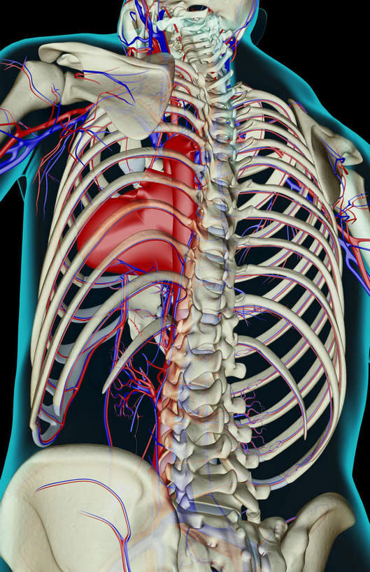 骨骼,血管,无人,竖图,x光片,室内,白天,正面,数码,科技,阴影,黑色背景,辐射,科学,网络,医学,骨头,高光,几何,计算机图形,合成,皮肤,电脑合成图,数码合成图,骨架,医疗,科学技术,x射线,x光,写实,具体,具象,腰部,半身,彩图,电磁波,电磁辐射