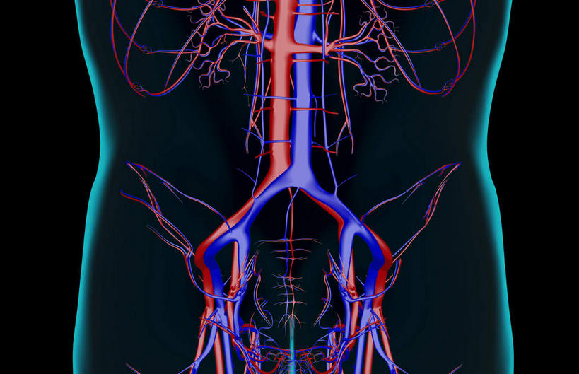 骨骼,无人,横图,x光片,室内,白天,正面,数码,科技,阴影,黑色背景,辐射,科学,网络,医学,骨头,高光,几何,计算机图形,合成,电脑合成图,数码合成图,骨架,医疗,科学技术,x射线,x光,写实,具体,具象,肾动脉,肾静脉,腰部,半身,彩图,电磁波,电磁辐射