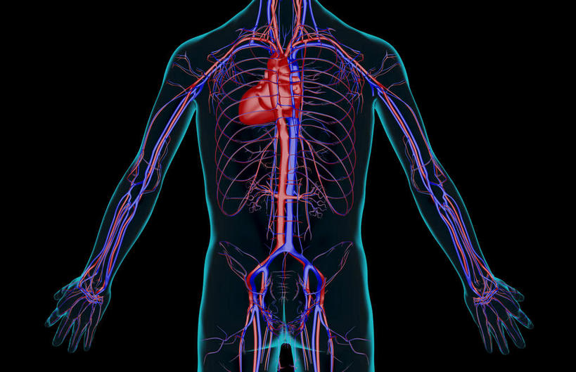 骨骼,血管,无人,横图,x光片,室内,白天,正面,数码,科技,阴影,黑色背景,辐射,科学,网络,医学,骨头,高光,几何,计算机图形,合成,躯干,皮肤,电脑合成图,数码合成图,骨架,医疗,科学技术,x射线,x光,写实,具体,具象,肋间动脉,肋间静脉,半身,彩图,电磁波,电磁辐射