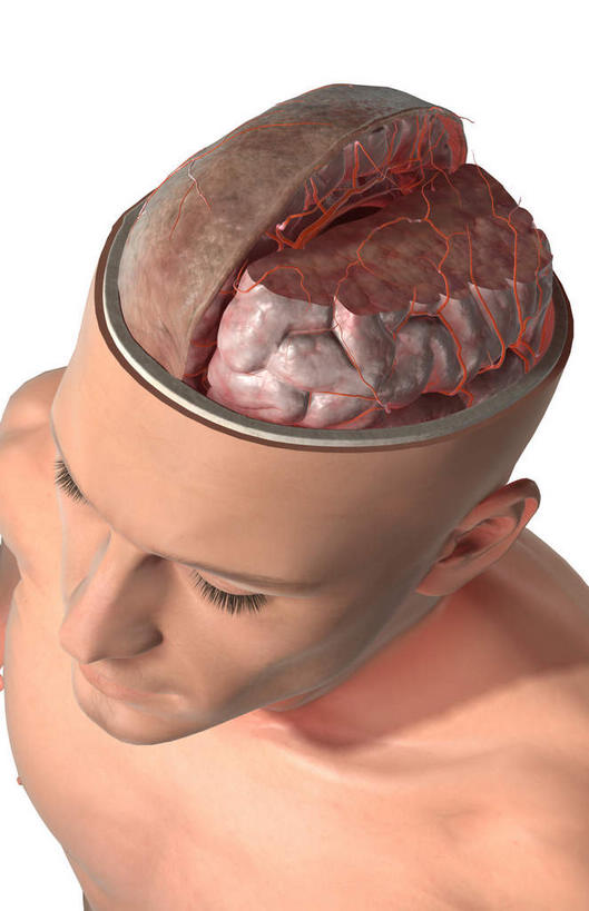 动脉,骨骼,血管,无人,竖图,x光片,室内,白天,白色背景,正面,数码,科技,大脑,阴影,辐射,科学,网络,医学,骨头,高光,几何,计算机图形,合成,皮肤,电脑合成图,数码合成图,骨架,医疗,科学技术,x射线,器官,沟壑,x光,小脑,脑干,写实,具体,具象,大脑皮层,端脑,沟,灰质,回,间脑,脑动脉,彩图,脑膜,电磁波,电磁辐射