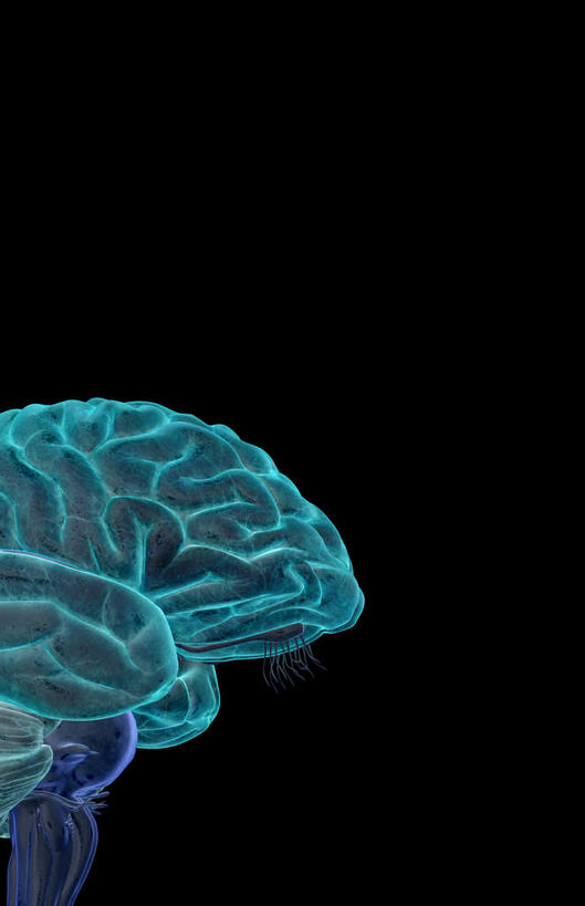 骨骼,无人,横图,x光片,室内,白天,正面,数码,科技,大脑,阴影,黑色背景,辐射,科学,网络,医学,骨头,高光,几何,计算机图形,合成,电脑合成图,数码合成图,骨架,医疗,科学技术,x射线,器官,沟壑,x光,小脑,脑干,写实,具体,具象,大脑皮层,端脑,沟,灰质,回,间脑,三叉神经,视交叉,视神经,彩图,电磁波,电磁辐射