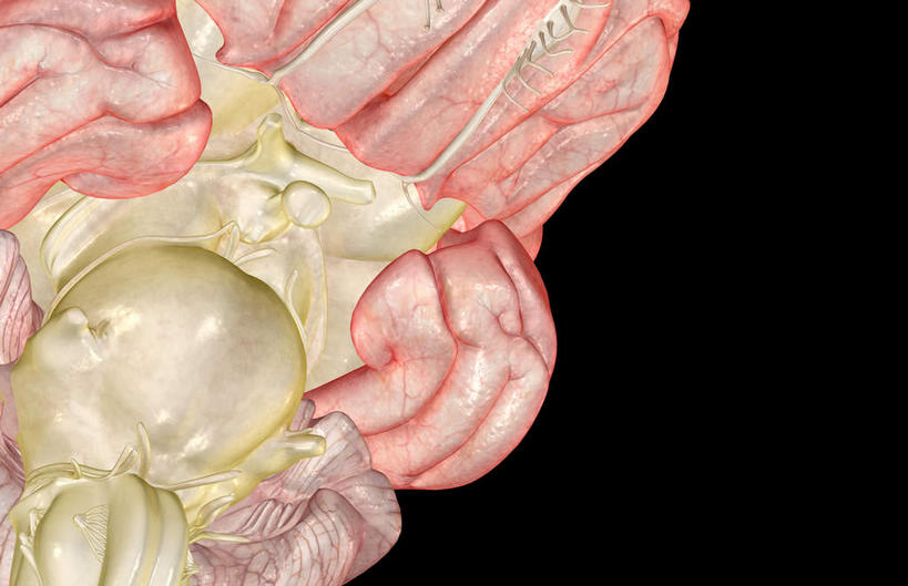 骨骼,无人,横图,x光片,室内,白天,正面,数码,科技,大脑,阴影,黑色背景,辐射,科学,网络,医学,骨头,高光,几何,计算机图形,合成,电脑合成图,数码合成图,骨架,医疗,科学技术,x射线,器官,沟壑,x光,小脑,脑干,写实,具体,具象,大脑皮层,端脑,沟,灰质,回,间脑,滑车神经,动眼神经,彩图,电磁波,电磁辐射