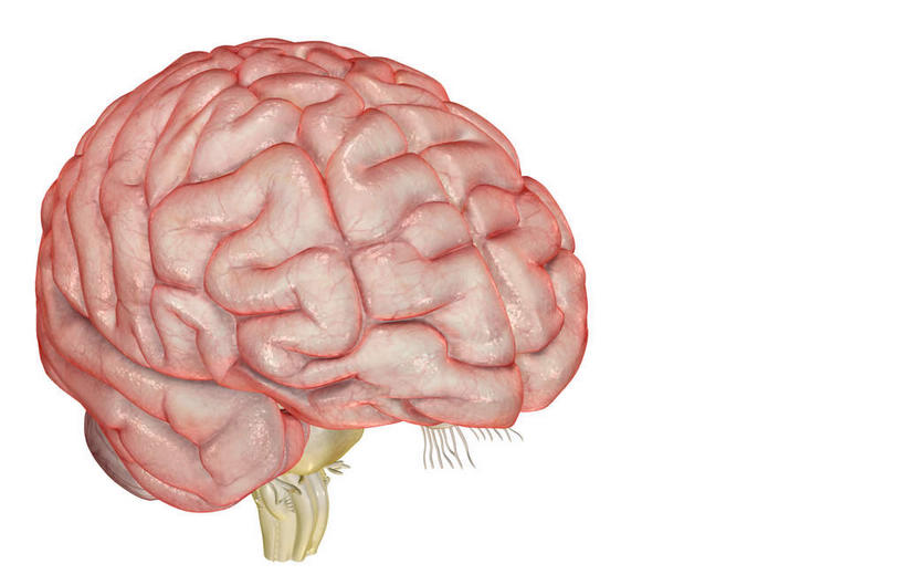 动脉,骨骼,血管,无人,横图,x光片,室内,白天,白色背景,正面,数码,科技,大脑,阴影,辐射,科学,网络,医学,骨头,高光,几何,计算机图形,合成,电脑合成图,数码合成图,骨架,医疗,科学技术,x射线,器官,沟壑,x光,小脑,脑干,写实,具体,具象,大脑皮层,端脑,额叶,沟,灰质,回,间脑,颞叶,彩图,电磁波,电磁辐射