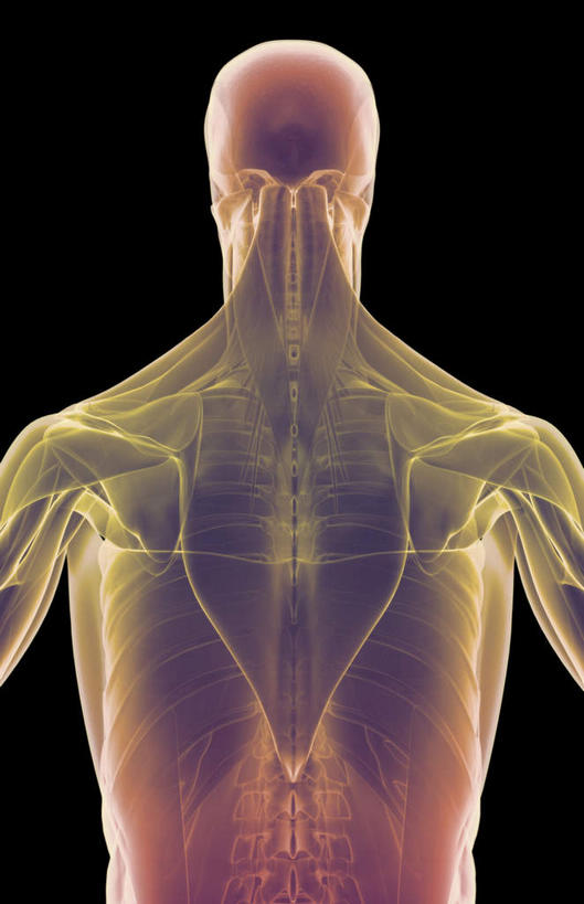 骨骼,无人,竖图,x光片,室内,白天,正面,数码,科技,阴影,黑色背景,辐射,科学,网络,医学,骨头,高光,几何,计算机图形,合成,电脑合成图,数码合成图,骨架,医疗,科学技术,x射线,x光,写实,具体,具象,三角肌,腰部,彩图,电磁波,电磁辐射