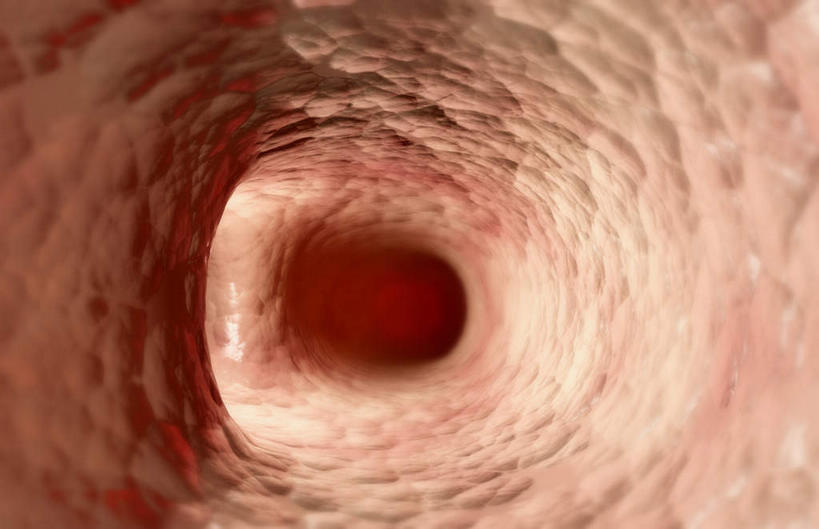 内脏,动脉,静脉,无人,竖图,插画,室内,白天,白色背景,正面,数码,科技,静物,阴影,网络,医学,高光,几何,计算机图形,合成,图画,画,红色,模型,人体,电脑合成图,数码合成图,生物学,人体器官,器官,漫画,生理学,写实,具体,具象,呼吸系统,肺泡,彩图