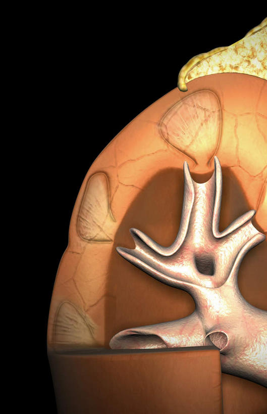 内脏,肾脏,动脉,静脉,血管,无人,竖图,室内,白天,正面,静物,黑色背景,医学,红色,模型,人体,生物学,人体器官,器官,生理学,肾髓质,彩图