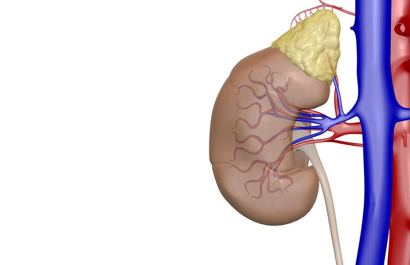 内脏,肾脏,动脉,静脉,血管,无人,竖图,插画,室内,白天,白色背景,正面,数码,科技,静物,阴影,网络,医学,高光,几何,计算机图形,合成,图画,画,红色,模型,血液,人体,电脑合成图,数码合成图,生物学,人体器官,器官,漫画,输尿管,生理学,写实,具体,具象,肾上腺,肾静脉,降主动脉,彩图