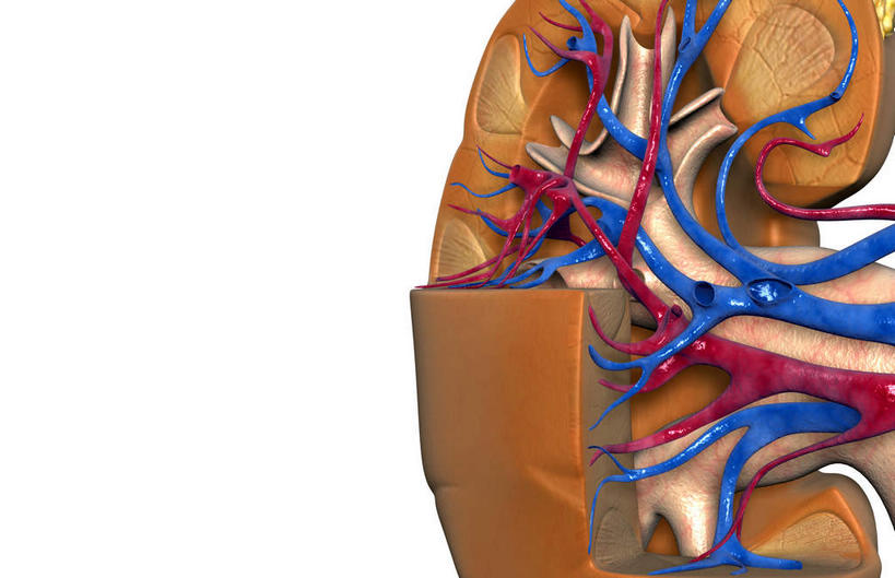 内脏,肾脏,动脉,静脉,血管,无人,横图,插画,室内,白天,白色背景,正面,数码,科技,静物,阴影,网络,医学,高光,几何,计算机图形,合成,图画,画,红色,模型,血液,人体,电脑合成图,数码合成图,生物学,人体器官,器官,漫画,输尿管,生理学,写实,具体,具象,肾动脉,肾静脉,弓状动脉,段动脉,彩图