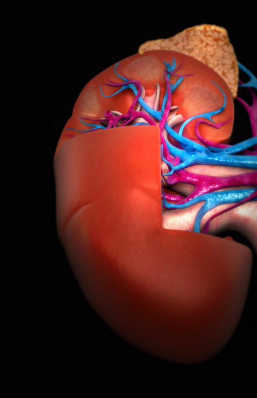 内脏,肾脏,动脉,静脉,血管,无人,竖图,插画,室内,白天,正面,数码,科技,静物,阴影,黑色背景,网络,医学,高光,几何,计算机图形,合成,图画,画,红色,模型,人体,电脑合成图,数码合成图,生物学,人体器官,器官,漫画,生理学,写实,具体,具象,彩图