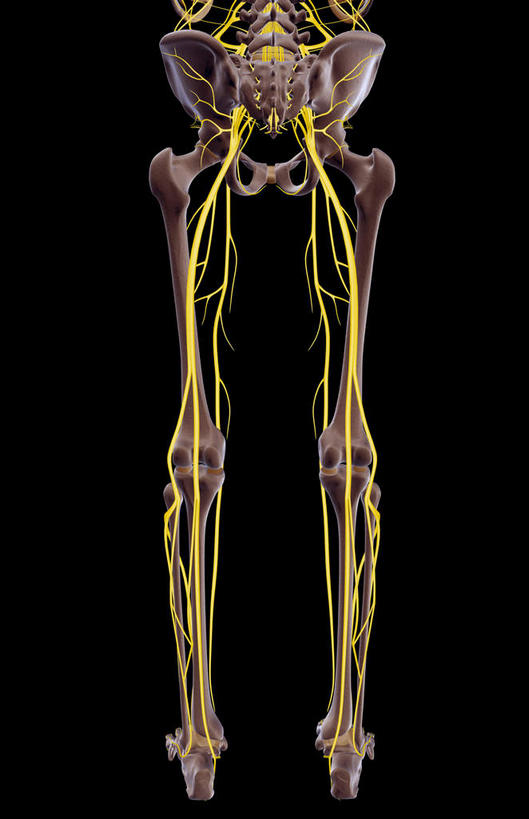 骨骼,无人,横图,x光片,室内,白天,正面,数码,科技,阴影,黑色背景,辐射,科学,网络,医学,骨头,高光,几何,计算机图形,合成,电脑合成图,数码合成图,骨架,医疗,科学技术,x射线,x光,写实,具体,具象,胫神经,股神经,彩图,电磁波,电磁辐射