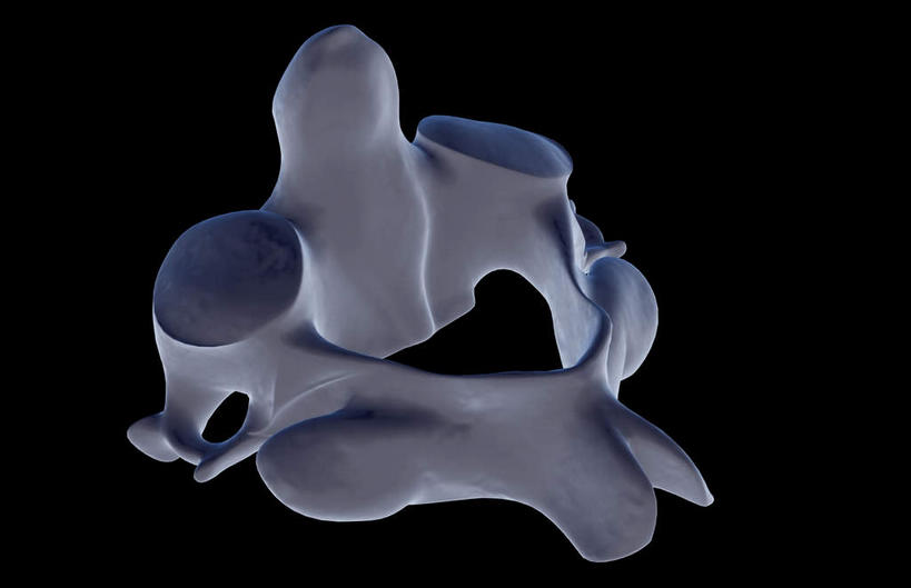 骨骼,无人,横图,x光片,室内,白天,正面,数码,科技,阴影,黑色背景,发光,辐射,科学,网络,医学,骨头,高光,几何,计算机图形,合成,蓝色,电脑合成图,数码合成图,骨架,医疗,科学技术,x射线,x光,写实,具体,具象,轴骨,彩图,电磁波,电磁辐射