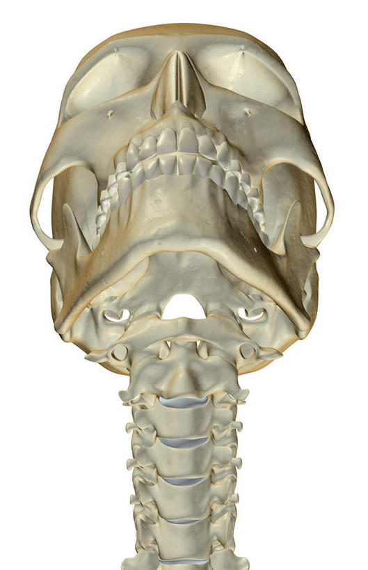 脖子,骨骼,无人,竖图,x光片,室内,白天,白色背景,正面,数码,科技,阴影,辐射,科学,网络,医学,骨头,高光,几何,计算机图形,合成,电脑合成图,数码合成图,骨架,医疗,科学技术,x射线,x光,写实,具体,具象,颈椎骨,脖,颈,颈部,彩图,电磁波,电磁辐射