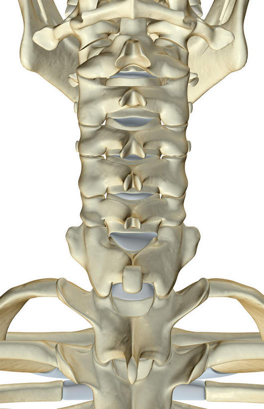 骨骼,无人,竖图,x光片,室内,白天,白色背景,正面,数码,科技,阴影,辐射,科学,网络,医学,骨头,高光,几何,计算机图形,合成,电脑合成图,数码合成图,骨架,医疗,科学技术,x射线,x光,写实,具体,具象,颈椎骨,彩图,电磁波,电磁辐射