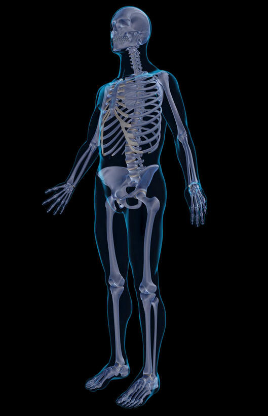 骨骼,肋骨,无人,竖图,俯视,x光片,室内,白天,数码,科技,阴影,黑色背景,辐射,科学,网络,医学,骨头,高光,几何,计算机图形,合成,皮肤,电脑合成图,数码合成图,骨架,医疗,科学技术,x射线,x光,写实,具体,具象,骨骼系统,彩图,高角度拍摄,全身,电磁波,电磁辐射