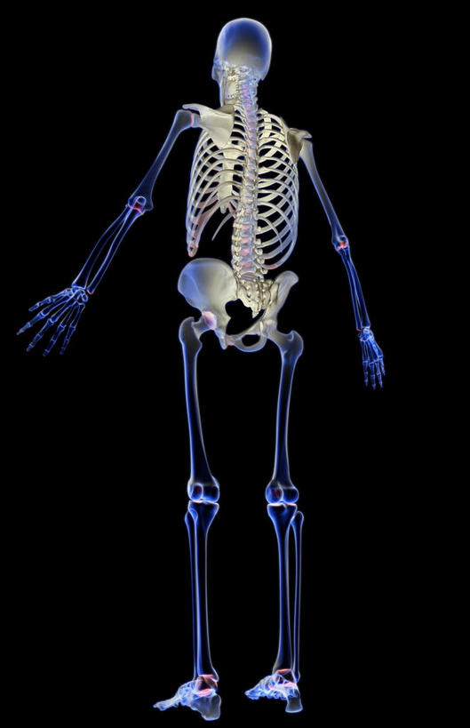 骨骼,肋骨,无人,竖图,x光片,室内,白天,正面,数码,科技,阴影,黑色背景,发光,辐射,科学,网络,医学,骨头,高光,几何,计算机图形,合成,蓝色,电脑合成图,数码合成图,骨架,医疗,科学技术,x射线,x光,写实,具体,具象,骨骼系统,彩图,全身,电磁波,电磁辐射