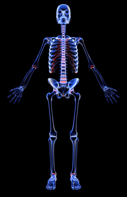 骨骼,肋骨,无人,竖图,x光片,室内,白天,正面,数码,科技,阴影,黑色背景,发光,辐射,科学,网络,医学,骨头,高光,几何,计算机图形,合成,蓝色,电脑合成图,数码合成图,骨架,医疗,科学技术,x射线,x光,写实,具体,具象,骨骼系统,半身,彩图,全身,电磁波,电磁辐射