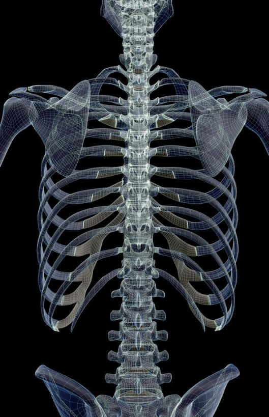肩关节,骨骼,无人,竖图,x光片,室内,白天,正面,数码,科技,阴影,黑色背景,辐射,科学,网络,医学,骨头,高光,几何,计算机图形,合成,躯干,电脑合成图,数码合成图,骨架,医疗,科学技术,x射线,x光,写实,具体,具象,腰椎,彩图,电磁波,电磁辐射