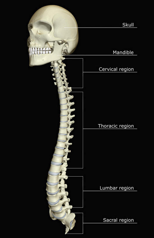 骨骼,无人,竖图,x光片,室内,白天,正面,数码,科技,阴影,黑色背景,辐射,科学,网络,医学,英文,标志,文字,字符,字母,骨头,高光,几何,计算机图形,合成,标识,解说,说明,英文字母,电脑合成图,数码合成图,骨架,医疗,科学技术,x射线,x光,写实,具体,具象,颈椎,枕骨,阐明,申明,注解,注明,彩图,电磁波,电磁辐射