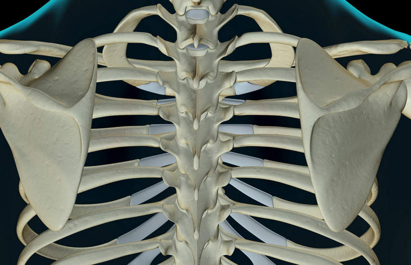 肩关节,肩胛骨,骨骼,无人,横图,x光片,室内,白天,正面,数码,科技,阴影,黑色背景,辐射,科学,网络,医学,骨头,高光,几何,计算机图形,合成,皮肤,电脑合成图,数码合成图,骨架,医疗,科学技术,x射线,x光,写实,具体,具象,胸椎骨,彩图,电磁波,电磁辐射