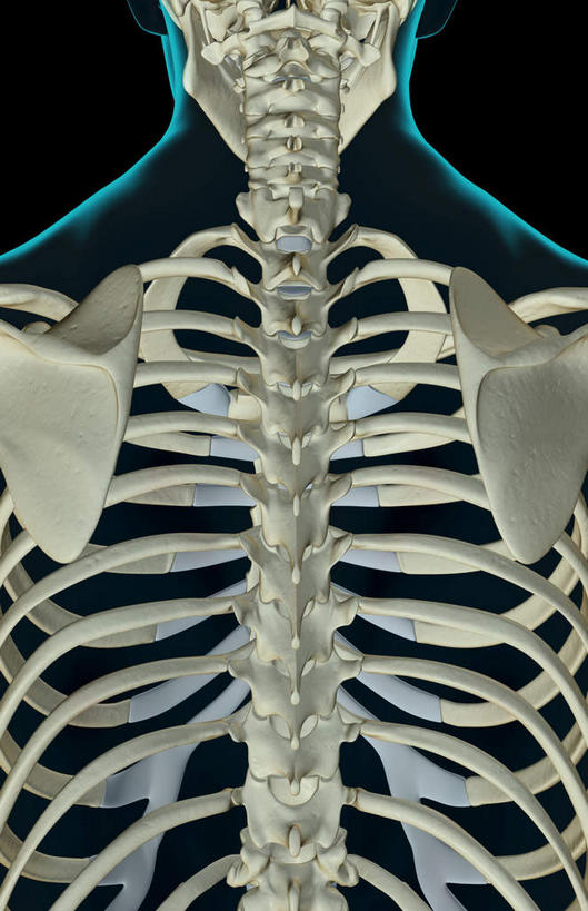 脊髓,骨骼,无人,竖图,x光片,室内,白天,正面,数码,科技,阴影,黑色背景,辐射,科学,网络,医学,骨头,高光,几何,计算机图形,合成,皮肤,电脑合成图,数码合成图,骨架,医疗,科学技术,x射线,x光,写实,具体,具象,胸椎骨,脊柱,彩图,电磁波,电磁辐射