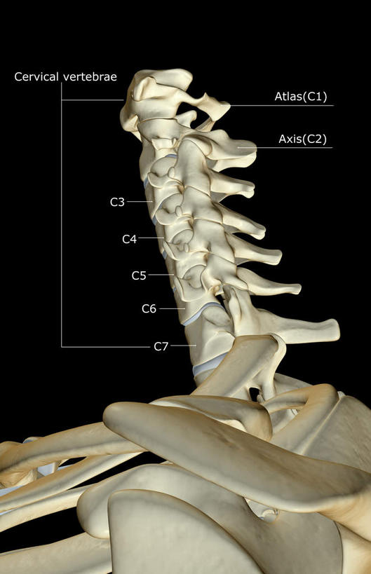 脖子,骨骼,无人,竖图,x光片,室内,白天,正面,数码,科技,阴影,黑色背景,辐射,科学,网络,医学,英文,标志,文字,字符,字母,骨头,高光,几何,计算机图形,合成,标识,解说,说明,英文字母,电脑合成图,数码合成图,骨架,医疗,科学技术,x射线,x光,写实,具体,具象,阐明,申明,注解,注明,颈椎骨,脖,颈,颈部,彩图,电磁波,电磁辐射